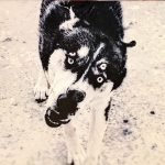 Kafabindünya ‎– Obi CD