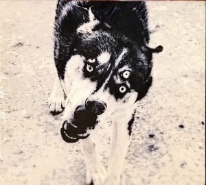 Kafabindünya ‎– Obi CD