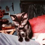 Catskills – Straight Out The Cat Litter: Gourmet CD - Görsel 4
