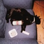 Catskills – Straight Out The Cat Litter: Gourmet CD - Görsel 3
