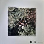 Berke Can Özcan – Mountains Are Mountains LP Plak - Görsel 2