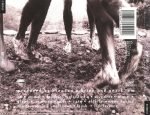 Pearl Jam – Vs CD - Görsel 2