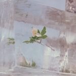 Efterklang – Windflowers LP Plak