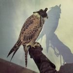 Iceage – You're Nothing LP Plak
