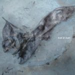 Fabio Orsi – Dust At Night CD