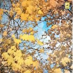 Nikolay Erdenko – Starinnyye Romansy LP Plak