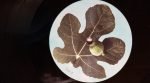 Jewish Monkeys – Catastrophic Life LP Plak - Görsel 3