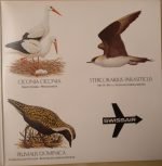 Vivace 45lik Plak (Kuş Sesleri) - Görsel 3